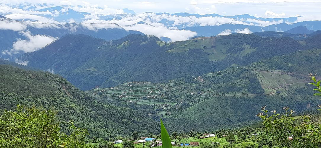 दाङको पहाडी क्षेत्रमा जडीबुटी खेतीको विस्तार गरिँदै